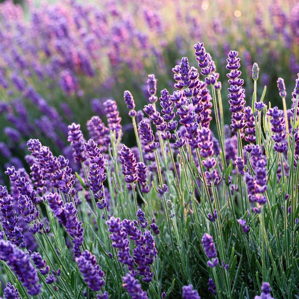 Lavender Bar Soap