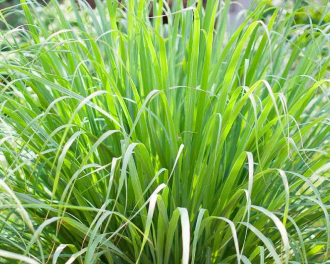 Lemon Grass Bar Soap