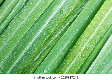Lemon Grass Bar Soap