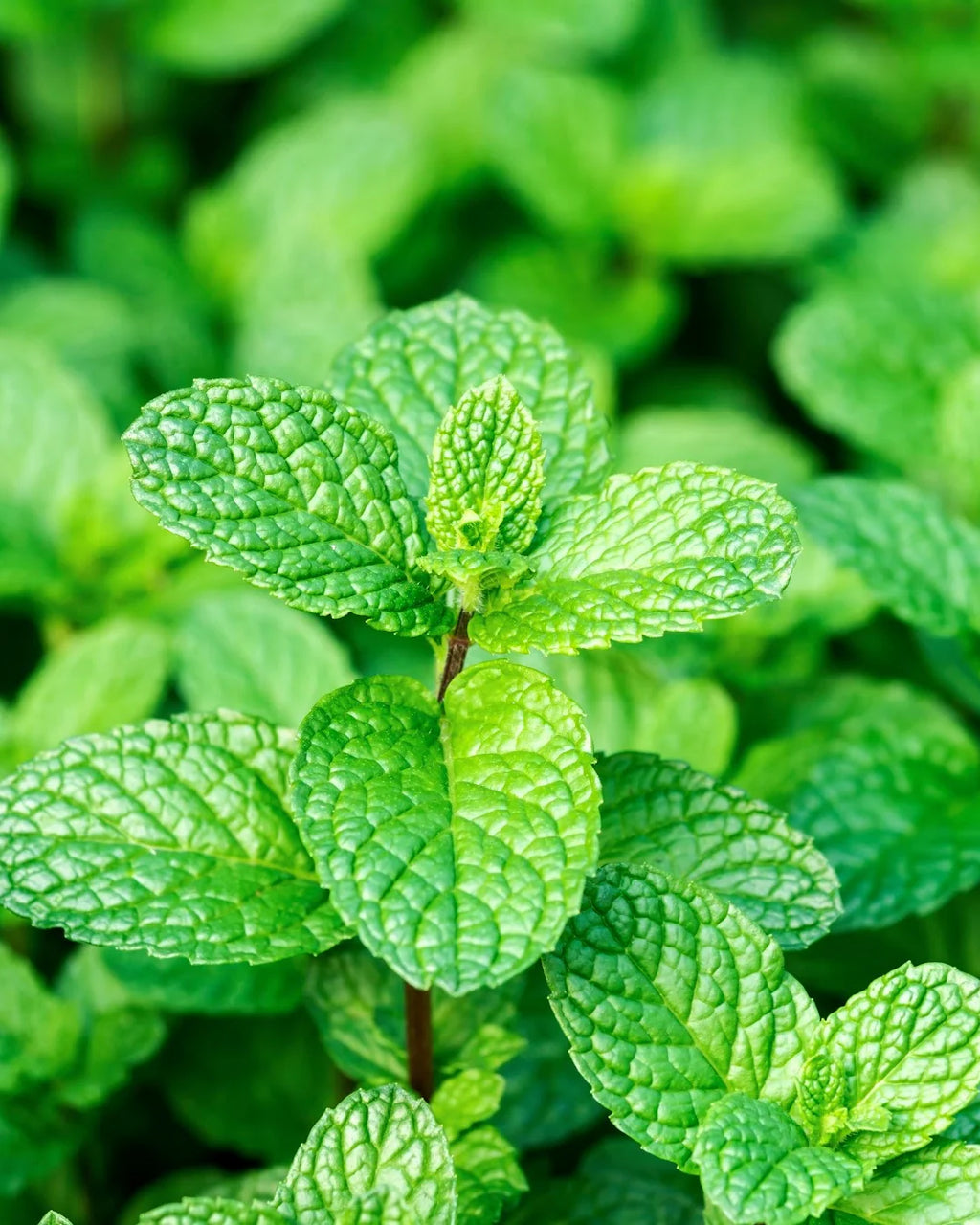 Peppermint Bar Soap